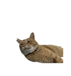 保護猫とらたろう（個別スタンプ：26）