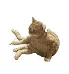 保護猫とらたろう（個別スタンプ：27）