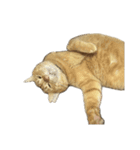 保護猫とらたろう（個別スタンプ：28）
