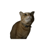 保護猫とらたろう（個別スタンプ：29）