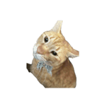 保護猫とらたろう（個別スタンプ：30）