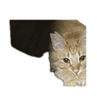 保護猫とらたろう（個別スタンプ：31）