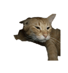 保護猫とらたろう（個別スタンプ：32）