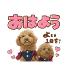 かわいい♡トイプードル♡愛犬（個別スタンプ：1）