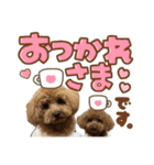 かわいい♡トイプードル♡愛犬（個別スタンプ：17）