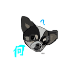 ペロちゃんズ（個別スタンプ：2）