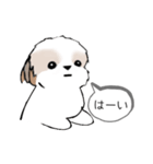 シーズースタンプ Stickers_Shih Tzu_k3（個別スタンプ：12）