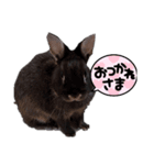 FUJIWARA Animals2（個別スタンプ：4）