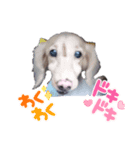 FUJIWARA Animals2（個別スタンプ：5）