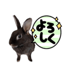 FUJIWARA Animals2（個別スタンプ：6）