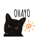 黒猫ナイト君 第1弾（個別スタンプ：1）