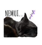 黒猫ナイト君 第1弾（個別スタンプ：3）