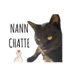 黒猫ナイト君 第1弾（個別スタンプ：11）