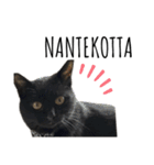 黒猫ナイト君 第1弾（個別スタンプ：19）