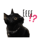 黒猫ナイト君 第1弾（個別スタンプ：20）