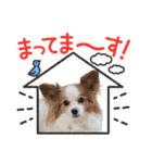 日本スピッツとパピヨンの犬写真スタンプ 3（個別スタンプ：22）