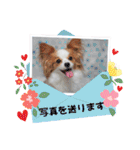 日本スピッツとパピヨンの犬写真スタンプ 3（個別スタンプ：28）