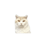 めんどくさい時用ねこスタンプ（個別スタンプ：1）