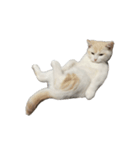 めんどくさい時用ねこスタンプ（個別スタンプ：4）