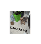 わんこがうごくよ（個別スタンプ：11）