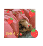 マルスfamily12(ブリュッセルグリフォン)（個別スタンプ：1）