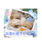 マルスfamily12(ブリュッセルグリフォン)（個別スタンプ：3）