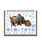 マルスfamily12(ブリュッセルグリフォン)（個別スタンプ：4）