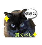 黒猫 ルナ院長142にゃんめ（個別スタンプ：6）