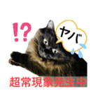 黒猫 ルナ院長142にゃんめ（個別スタンプ：7）