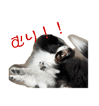おたからすたんぷ7（個別スタンプ：30）