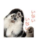 おたからすたんぷ7（個別スタンプ：31）