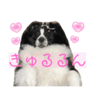 おたからすたんぷ7（個別スタンプ：34）