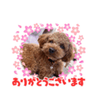 トイプーのマロンちゃんの日常（個別スタンプ：5）