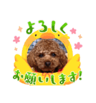 トイプーのマロンちゃんの日常（個別スタンプ：10）