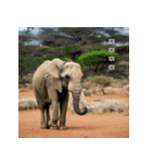 サバンナの優雅な象（個別スタンプ：40）