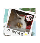天使ん爛漫ハムスターきいちゃん3〜笑顔〜（個別スタンプ：7）