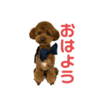 かわいいトイプードルさん（個別スタンプ：1）