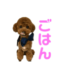 かわいいトイプードルさん（個別スタンプ：12）