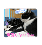 猫愛スタンプ⑩（個別スタンプ：1）