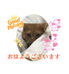 猫愛スタンプ⑩（個別スタンプ：2）