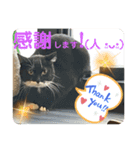 猫愛スタンプ⑩（個別スタンプ：3）
