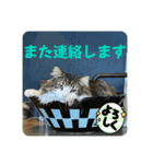 猫愛スタンプ⑩（個別スタンプ：4）