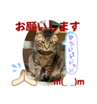 猫愛スタンプ⑩（個別スタンプ：5）