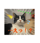 猫愛スタンプ⑩（個別スタンプ：6）