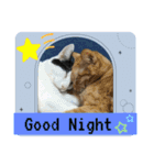 猫愛スタンプ⑩（個別スタンプ：7）