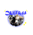 スカ☆アクスタンプ（個別スタンプ：3）