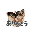 ラテとスピカ（個別スタンプ：4）