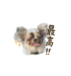 ラテとスピカ（個別スタンプ：7）