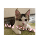 猫のテラと仲間たち 番外編2（個別スタンプ：1）