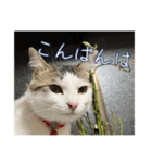 猫のテラと仲間たち 番外編2（個別スタンプ：3）